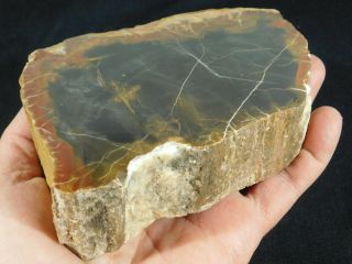 A Larger 225 Million Year Old Polished Petrified Wood Fossil From Utah 909gr e 3