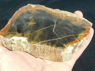 A Larger 225 Million Year Old Polished Petrified Wood Fossil From Utah 909gr e 4