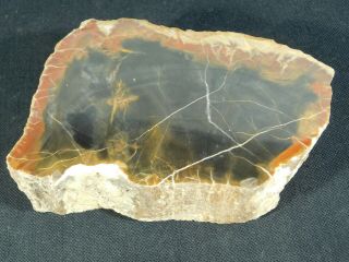 A Larger 225 Million Year Old Polished Petrified Wood Fossil From Utah 909gr e 5
