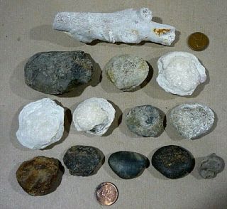 13 Agatized Fossilized Clam Shells,  Coral,  And Shell.  Fossil Display