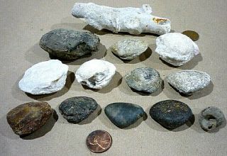 13 Agatized Fossilized Clam Shells,  coral,  and shell.  Fossil Display 2