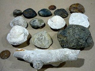 13 Agatized Fossilized Clam Shells,  coral,  and shell.  Fossil Display 3