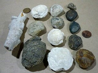 13 Agatized Fossilized Clam Shells,  coral,  and shell.  Fossil Display 4
