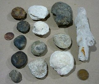 13 Agatized Fossilized Clam Shells,  coral,  and shell.  Fossil Display 5