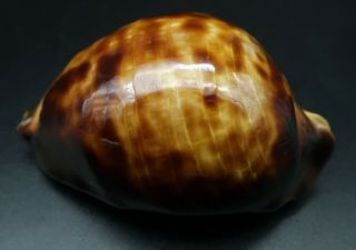 Cypraea Zoila Thersites F,  /f,  69.  3 Mm Aus Cowrie Seashell Ig