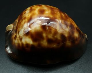 Cypraea Zoila thersites F,  /F,  69.  3 mm Aus cowrie seashell IG 2