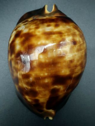 Cypraea Zoila thersites F,  /F,  69.  3 mm Aus cowrie seashell IG 5