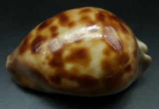Cypraea Zoila Venusta Episema F,  /f,  59.  1 Mm Australia Cowrie Seashell Ig