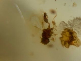 2 Wasp Bee&unknown Plant Burmite Myanmar Burma Amber Insect Fossil Dinosaur Age