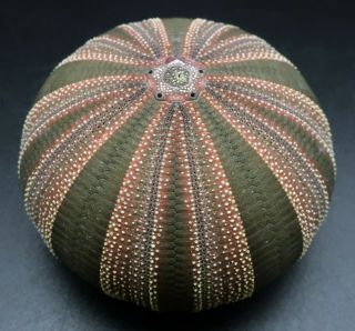 Fantastic Mespilia Globulus 47.  2 Mm Philippines Sea Urchin