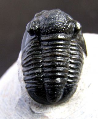 Top -,  Rare Trilobite.  Gerastos Tuberculatus.  Devonian.  Morocco Nºgm14