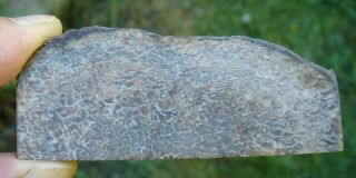 Utah Agatized Dinosaur Gem Bone Specimen Slab 1.  34 oz db229 4