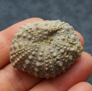 Echinoid 45x17mm Pseudodiadema Fossil Natural Sea Urchin Fossilien