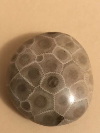 Polished Petoskey Stone 0.  93oz,  4.  2” Circumference