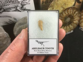 Worn Abelisaur Tooth - Kem Kem,  Morocco,  Dinosaur Fossil