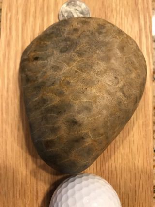 Large Fossil Petoskey Stone Nearly 10 Ounces Perfect