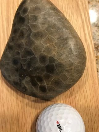 Large Fossil Petoskey Stone Nearly 10 Ounces PERFECT 2