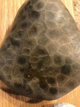 Large Fossil Petoskey Stone Nearly 10 Ounces PERFECT 3