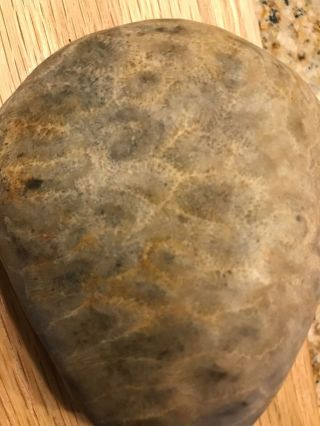 Large Fossil Petoskey Stone Nearly 10 Ounces PERFECT 4
