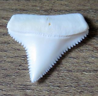 1.  209 " Upper Nature Modern Great White Shark Tooth (teeth)