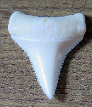 1.  306 " Lower Nature Modern Great White Shark Tooth (teeth)