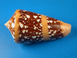 Conus Ammiralis,  Dark Pattern,  54.  3mm,  Philippines Shell