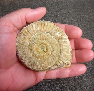 Fossil Ammonite - Poland - Perisphinctes Sp.  - Jurassic,  Oxfordian - 160 Million