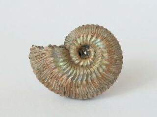 Fossil Jurassic Pyrite Ammonite Kosmoceras Proniae From Russia