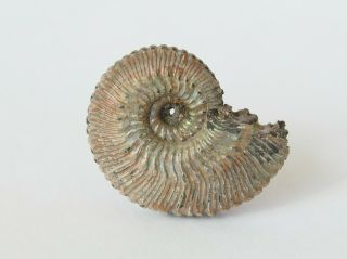 Fossil Jurassic pyrite ammonite Kosmoceras proniae from Russia 2