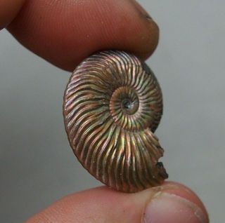 27mm Quenstedtoceras Pyrite Ammonite Fossils Callovian Fossilien Russia
