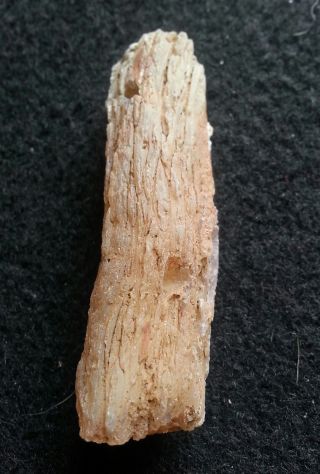 Limb Cast - Fossilized Wood Crystal Replacement