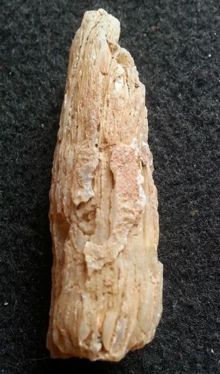 Limb Cast - Fossilized Wood Crystal Replacement 3