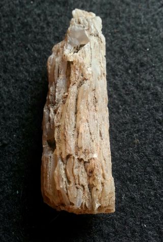 Limb Cast - Fossilized Wood Crystal Replacement 4