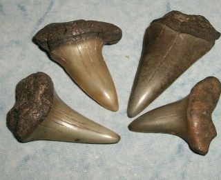 4 Mako Megalodon Era Fossil Shark Teeth In The 1 To 1 And 1/2 Inch Range