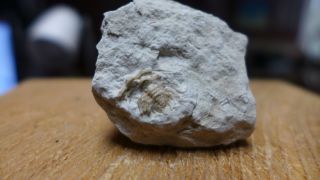 Geological Enterprises Devonian Fossil Trilobite Kettneraspis