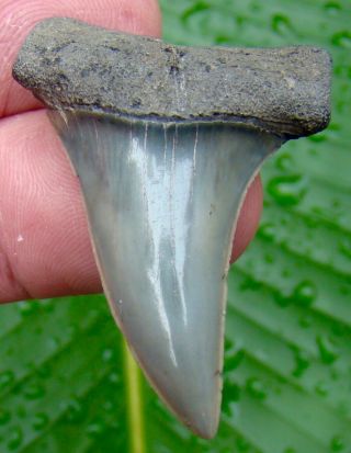 Mako Shark Tooth - Over 1 & 3/ In.  Real Fossil Sharks Teeth - No Restoration