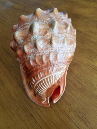 Vintage Helmet Conch Sea Shell