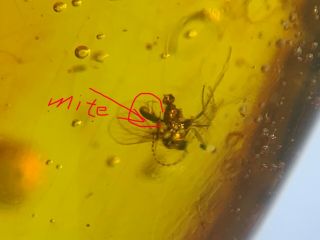 Hitchhiking Mite Bite Mosquito Burmite Myanmar Amber Insect Fossil Dinosaur Age