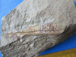Rare Orthoceras Sp.  From Zagora,  Fezouata,  Morocco,  Ordovician