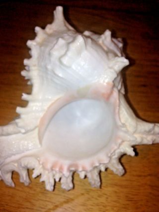 Murex Hexaplex Muricidae Seashell 7.  5 " Long X 5 " Tall - Pure White & Pink Open