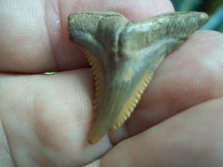 Shark Tooth Hemipristis Fossil Snaggle Tooth Hemi Bone Valley Area Florida