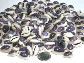 Purple Cowrie Sea Shells,  8 Ounces Hole Pre - Drilled In Top White Ring