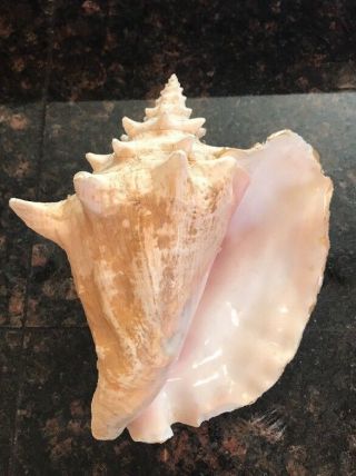 Vintage Natural Pink Conch Shell Large 9” Nautical Beach Decor