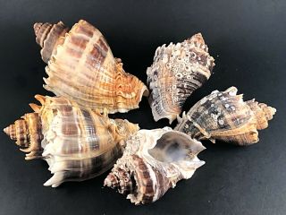 5 Large Kings Crown (melongena Corona) - Seashells,  Coastal,  Conch,  Beach