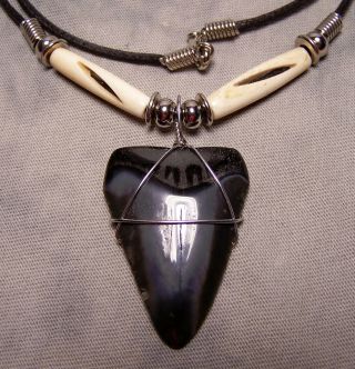 Great White Shark Tooth Necklace 1 9/16 " Big Fossil Jaw Fishing Scuba Megalodon