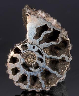 Polished Pyrite Ammonite Fossil Jurassic 24 Mm Pyritized Pendant 3061p - Russia