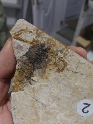160 million years Salamander fossil，hebei province,  China AA89 5