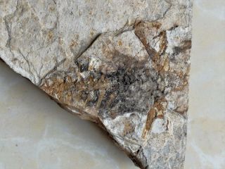 160 Million Years Salamander Fossil，hebei Province,  China Ab09