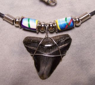 Megalodon Shark Tooth Necklace 1 3/16 " Fossil Teeth Fishing Scuba Dive Meg Tooth