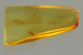 Well Preserved BITING MIDGE Fossil Inclusion BALTIC AMBER 190507 - 84,  IMG 2